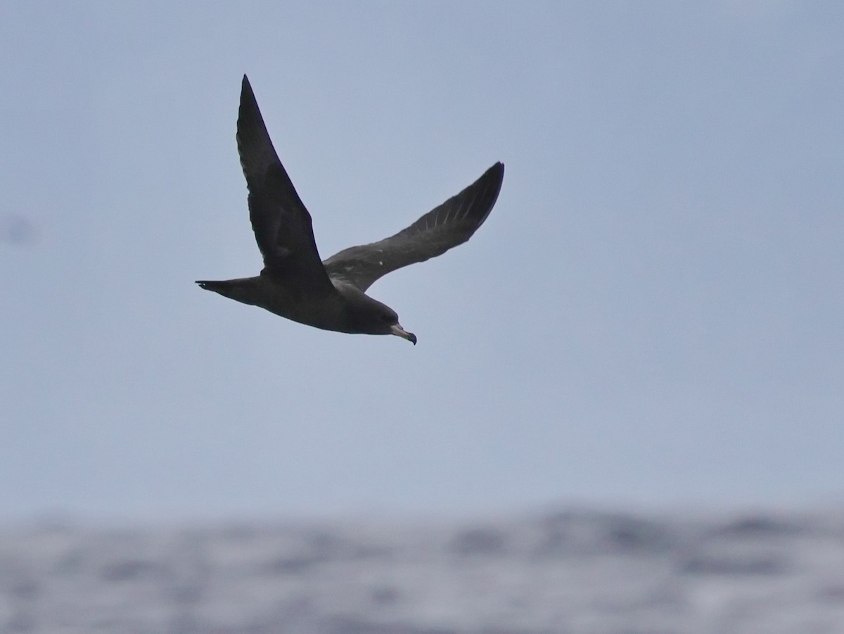 lysbeinlire - ML644682503