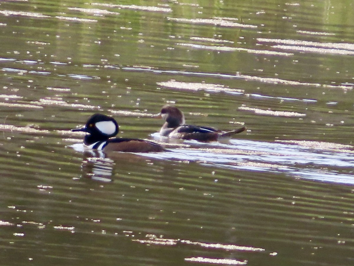 hjelmfiskand - ML644682504