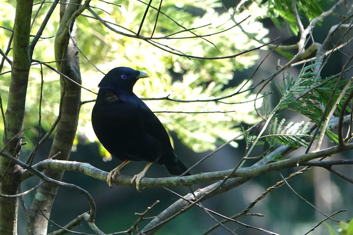 atlaskgartner - ML644682505