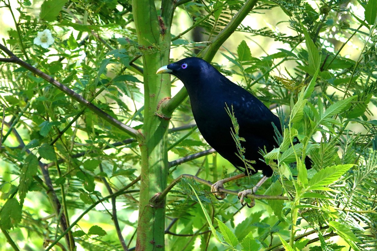 atlaskgartner - ML644682506