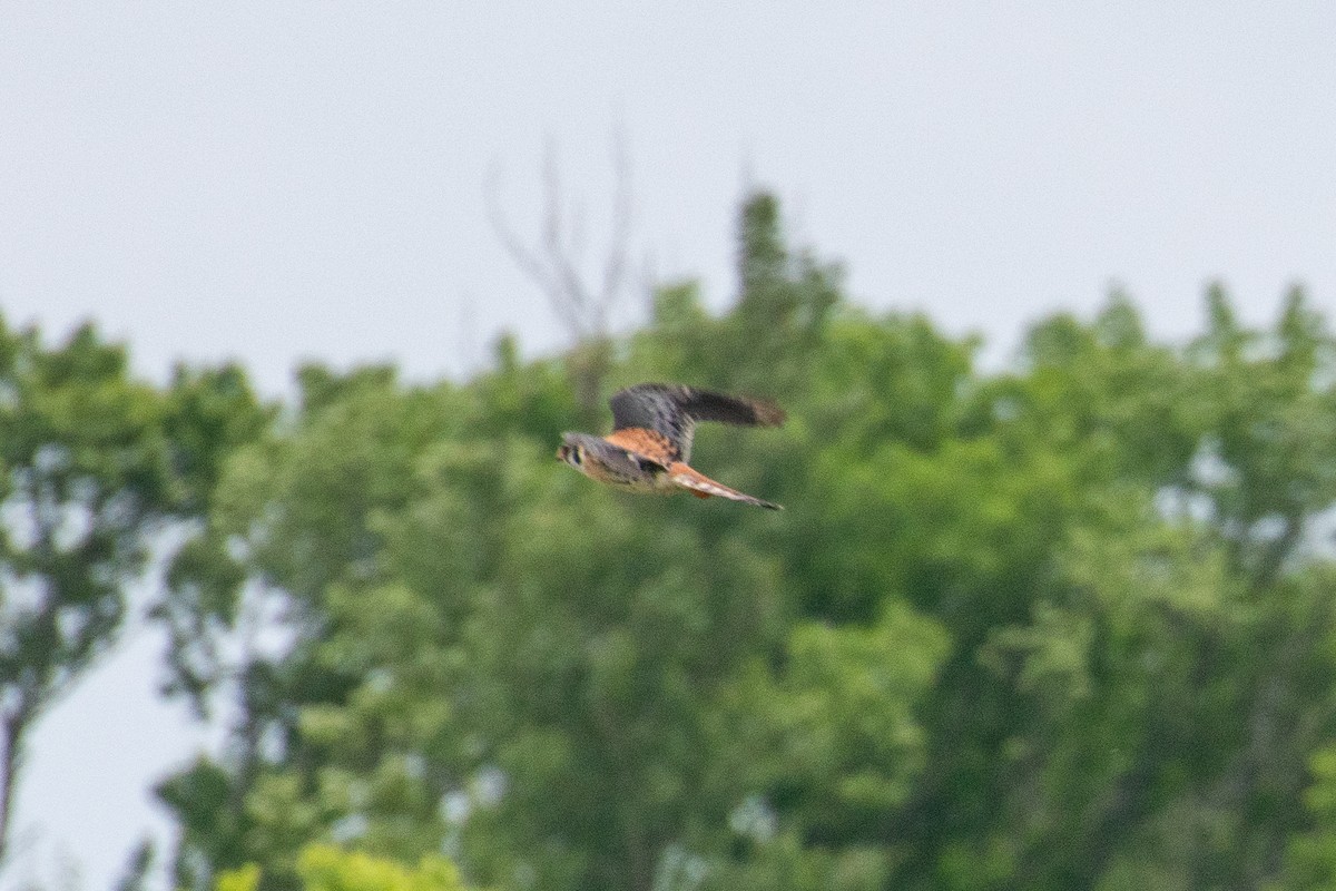 spurvefalk - ML644682508