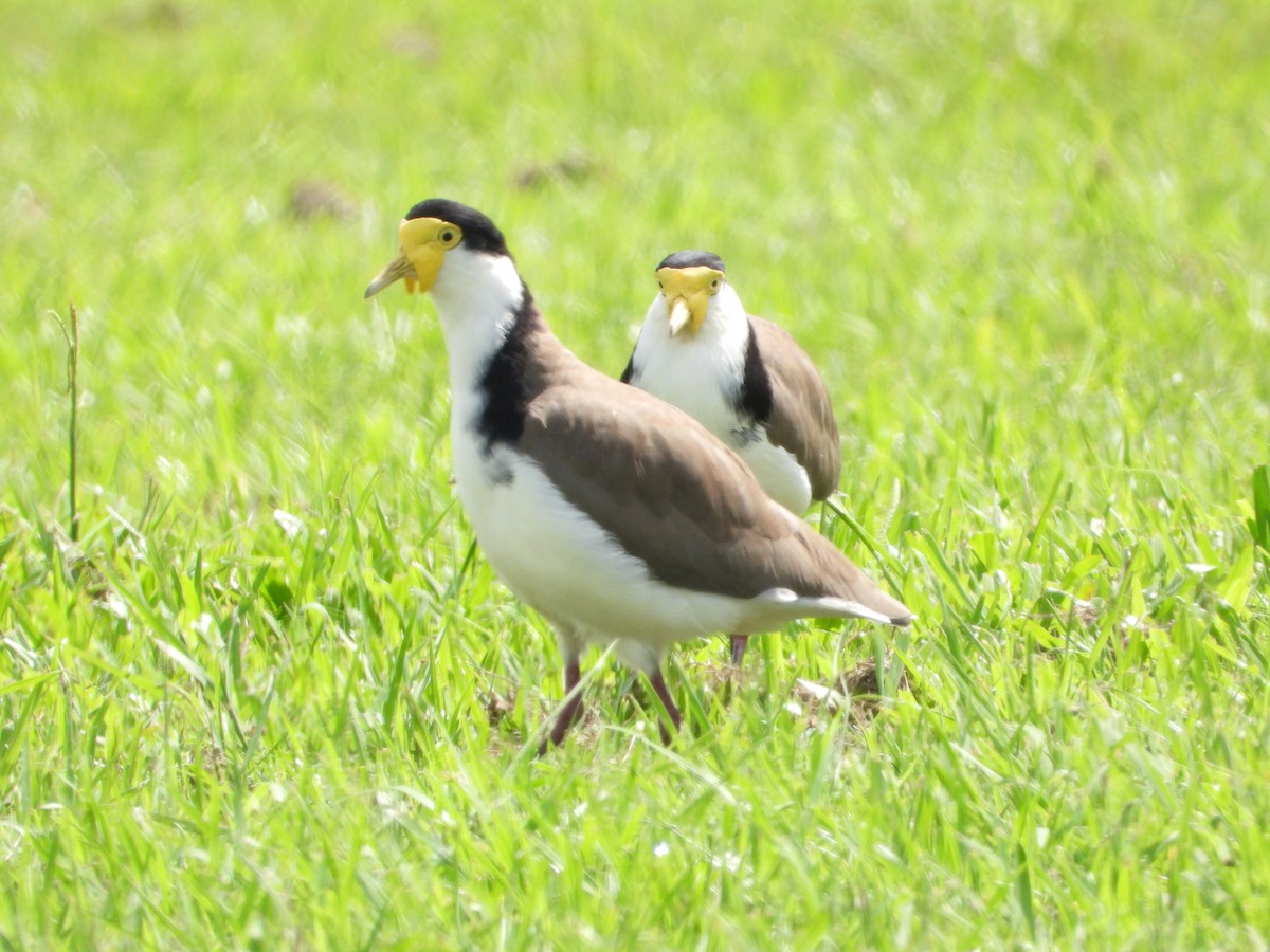 maskevipe - ML644682512