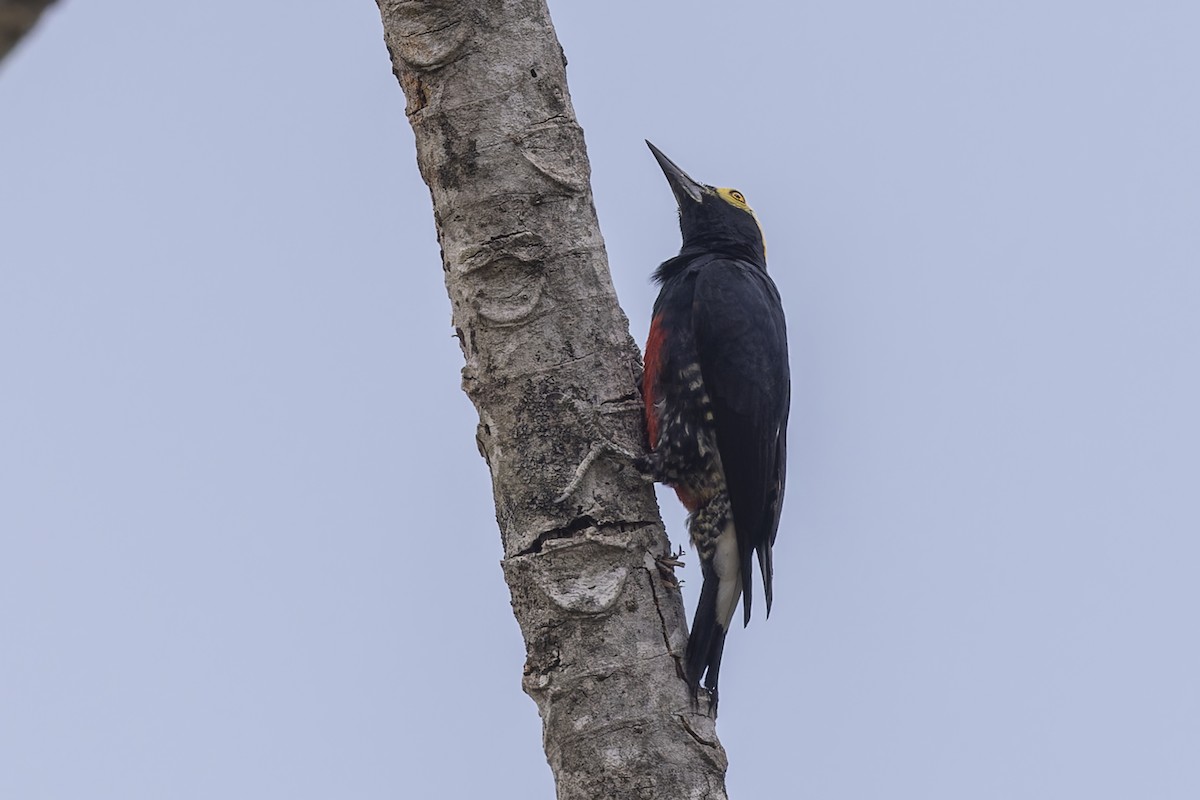 amazonspett - ML644682514