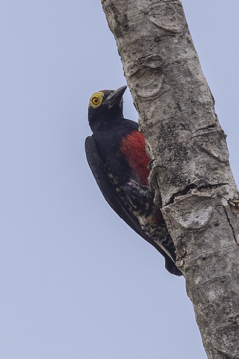 amazonspett - ML644682515