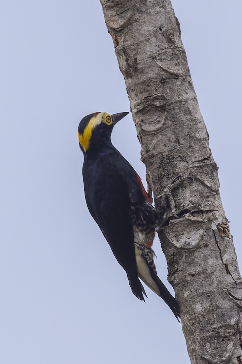 amazonspett - ML644682516