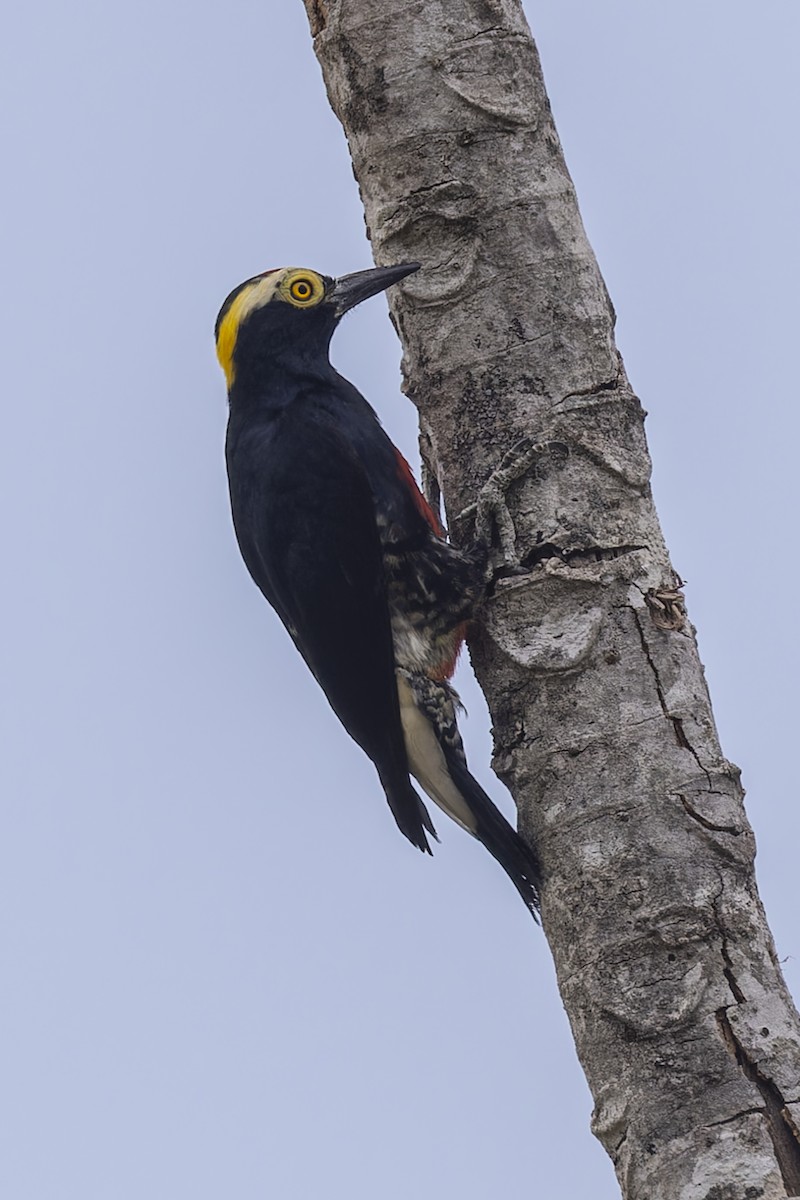 amazonspett - ML644682517