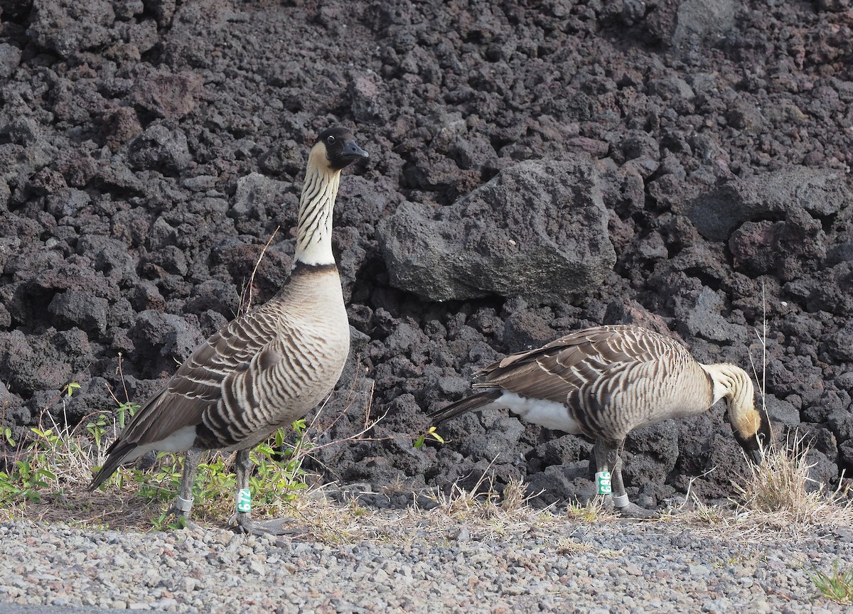 hawaiigås - ML644682518