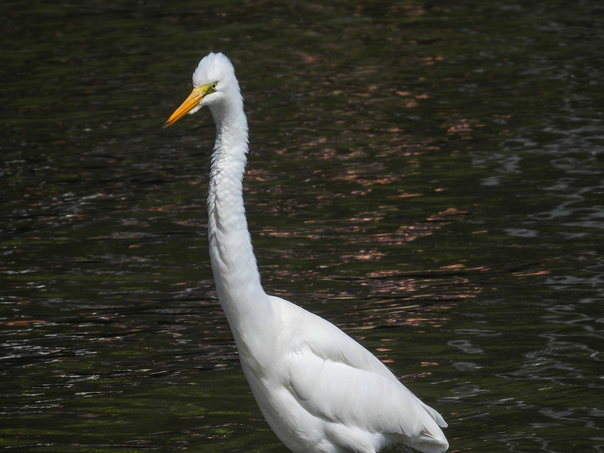 egretthegre - ML644682519