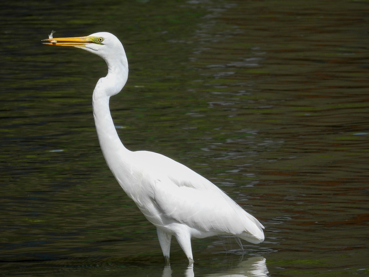 egretthegre - ML644682520