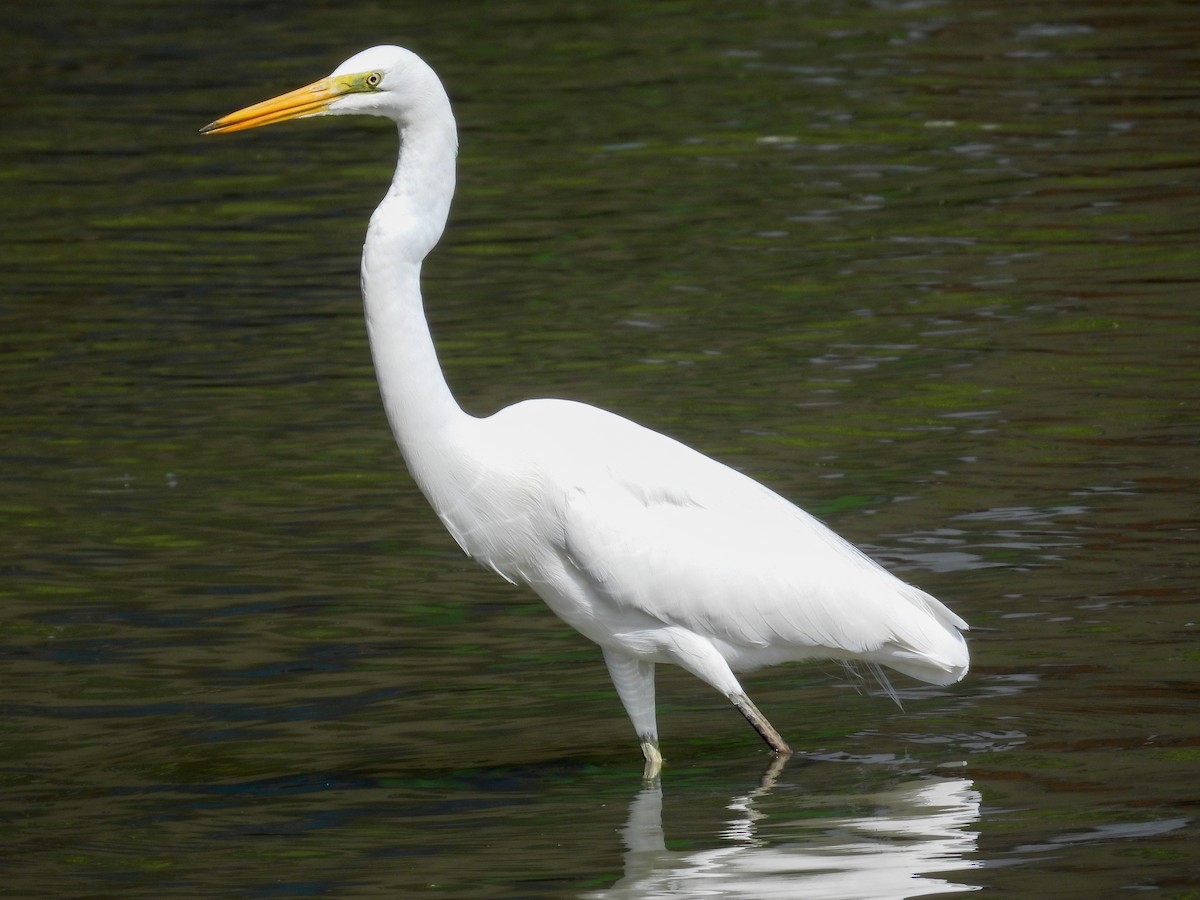 egretthegre - ML644682521