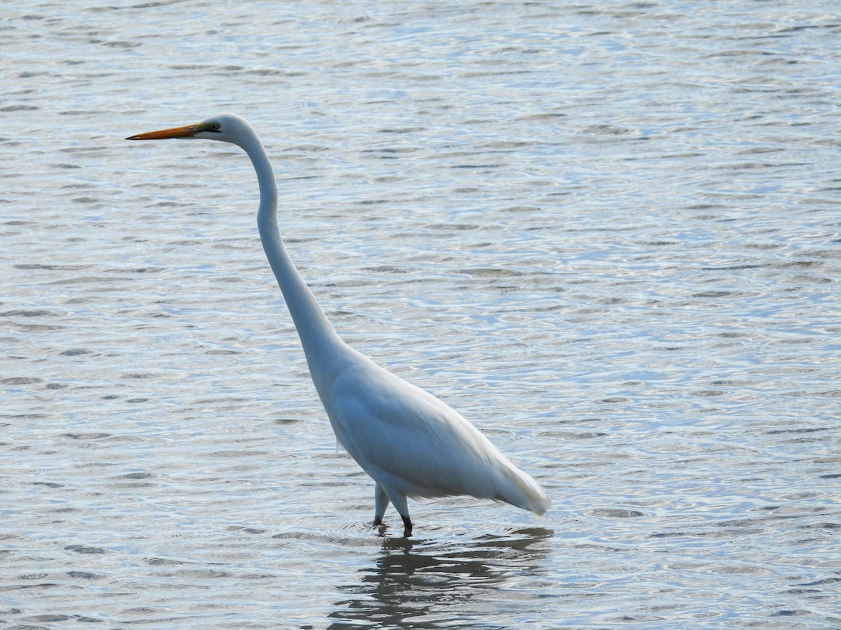 egretthegre - ML644682522