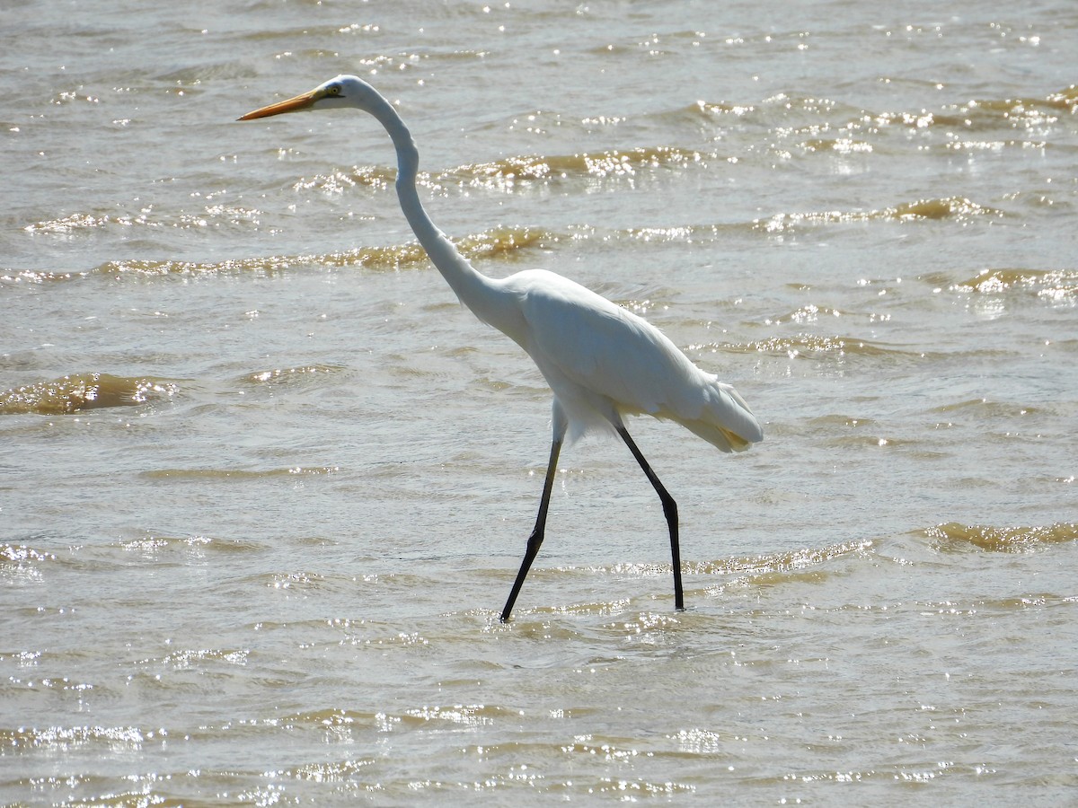 egretthegre - ML644682523