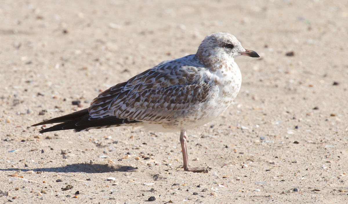 ringnebbmåke - ML644682524