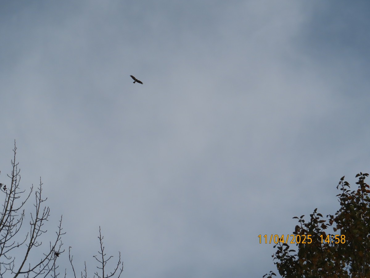 trostehauk - ML644682526