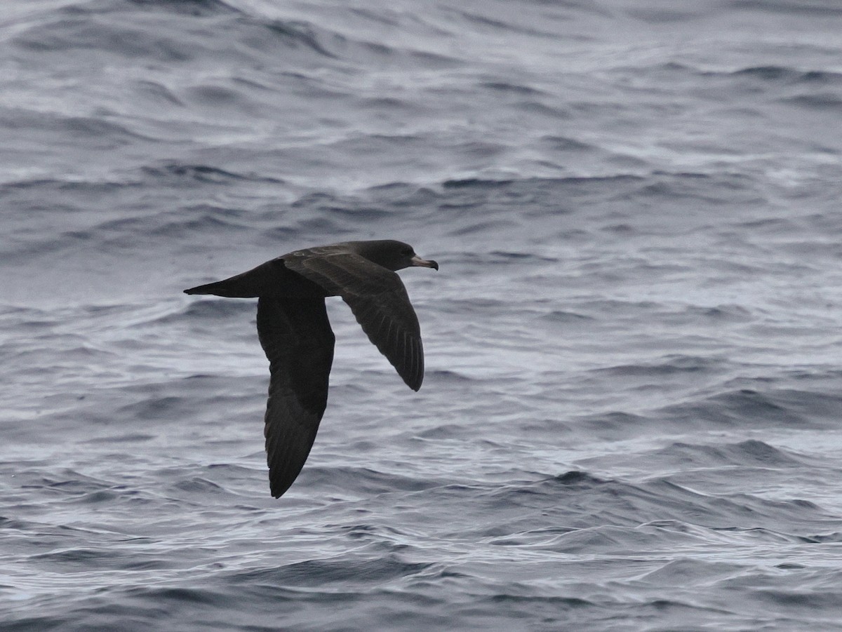 lysbeinlire - ML644682532