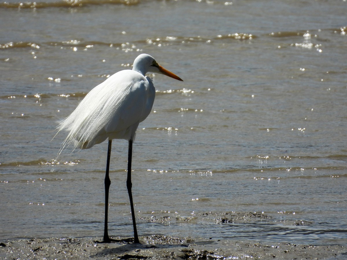 brudehegre - ML644682533