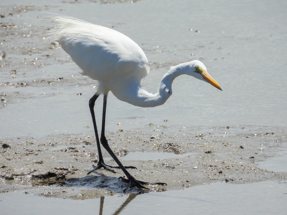 brudehegre - ML644682534