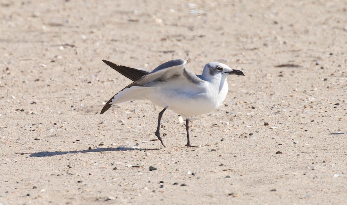 lattermåke - ML644682535