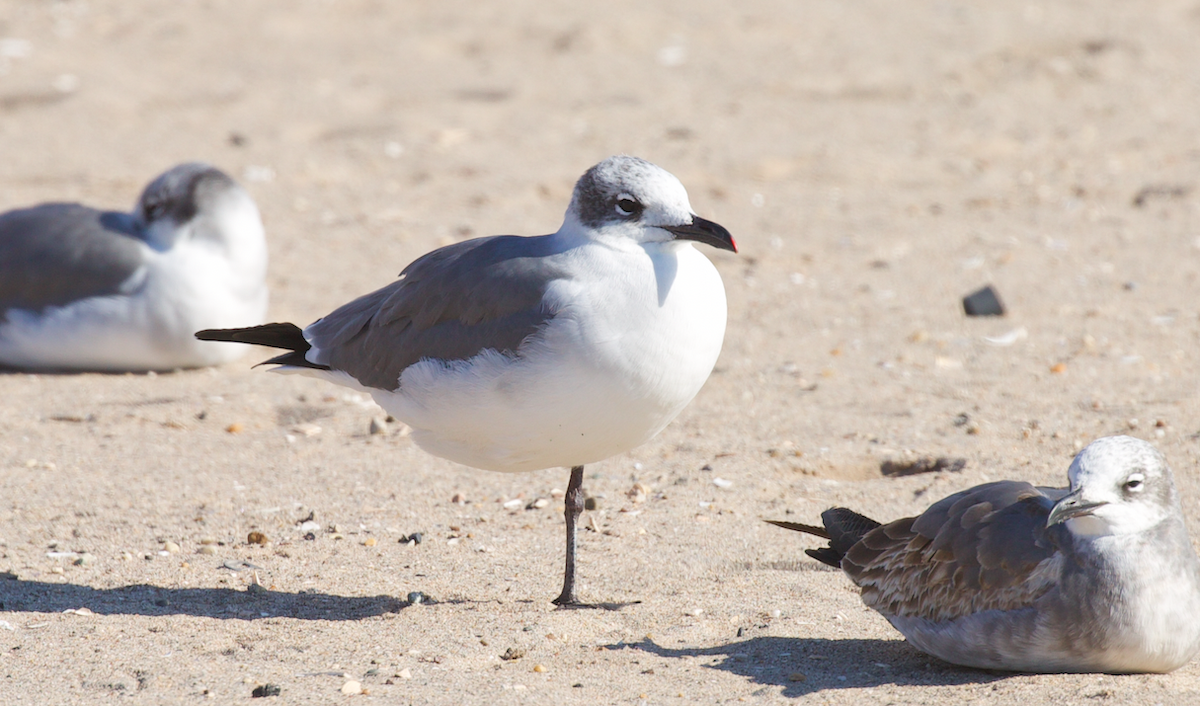 lattermåke - ML644682536