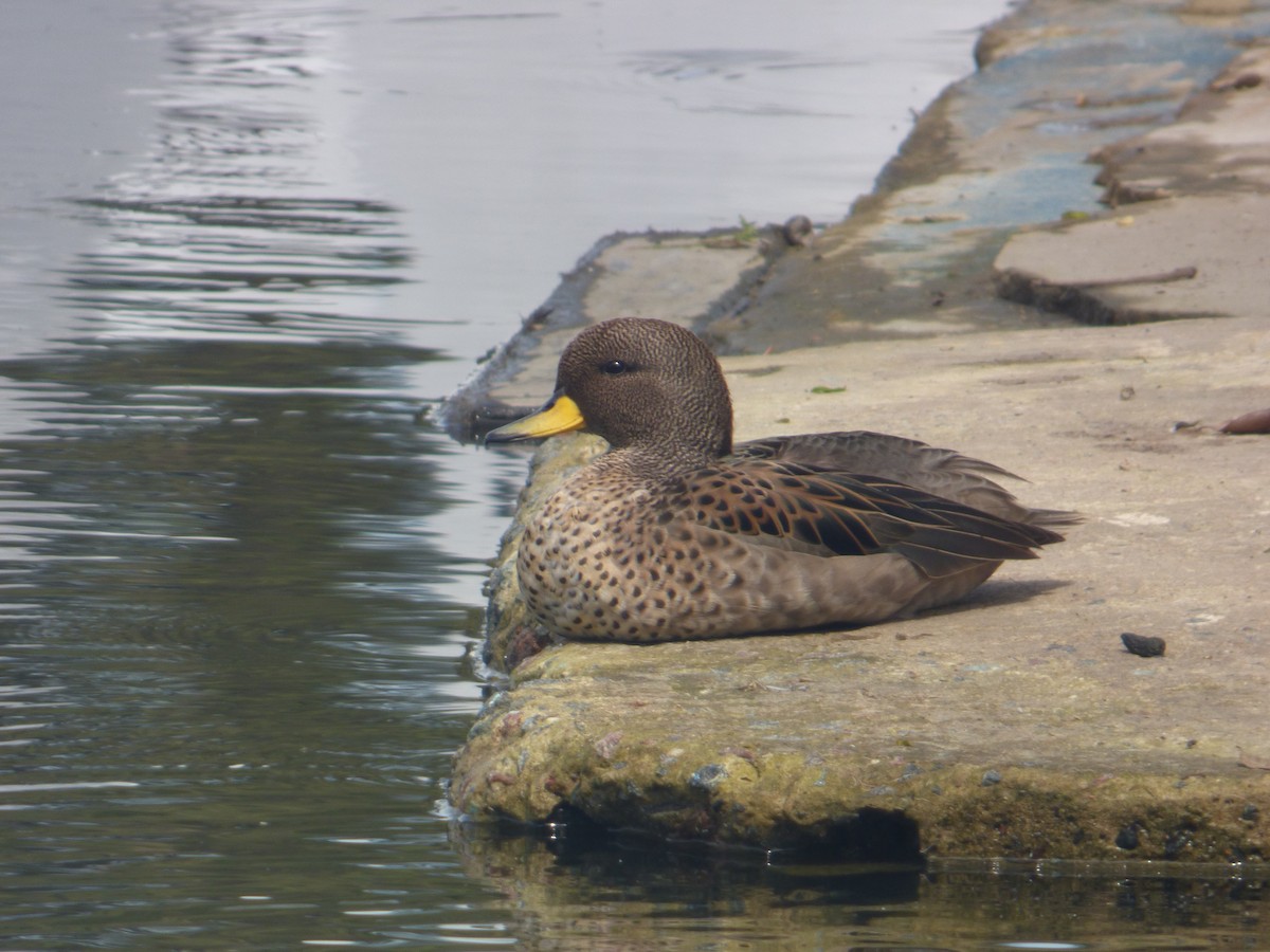 gulnebbkrikkand - ML644682538