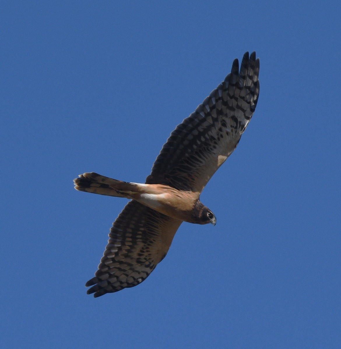 mørkmyrhauk - ML644682541