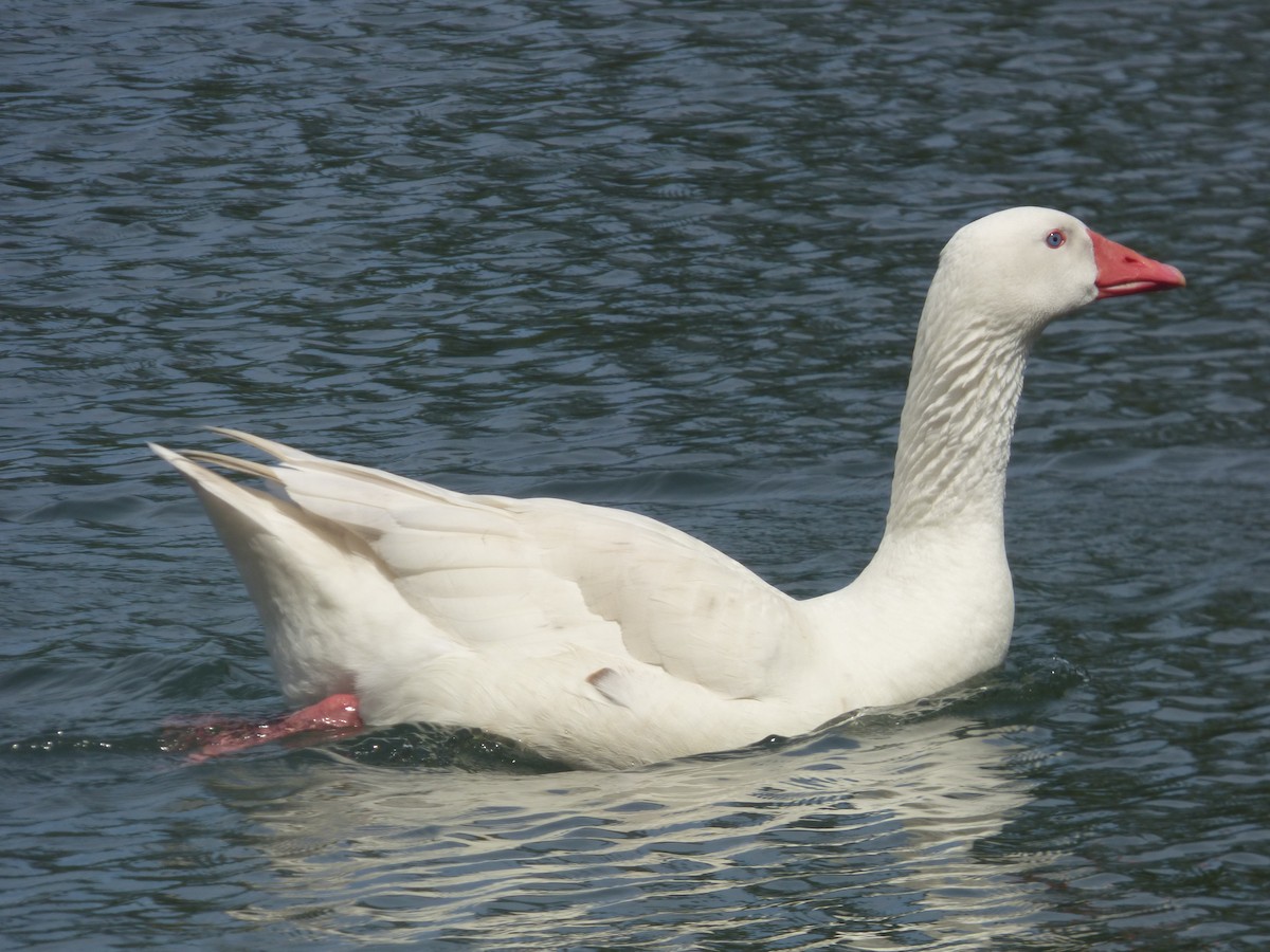 Graylag Goose (Domestic type) - ML644682543
