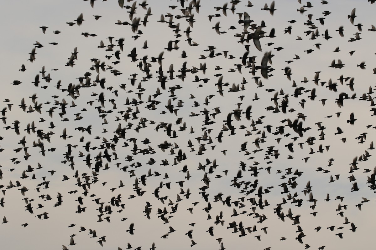 Brewer Karatavuğu - ML644682548