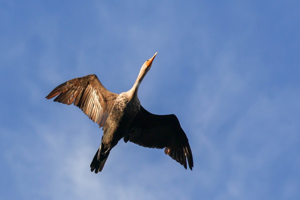 Cormoran à aigrettes - ML644682549