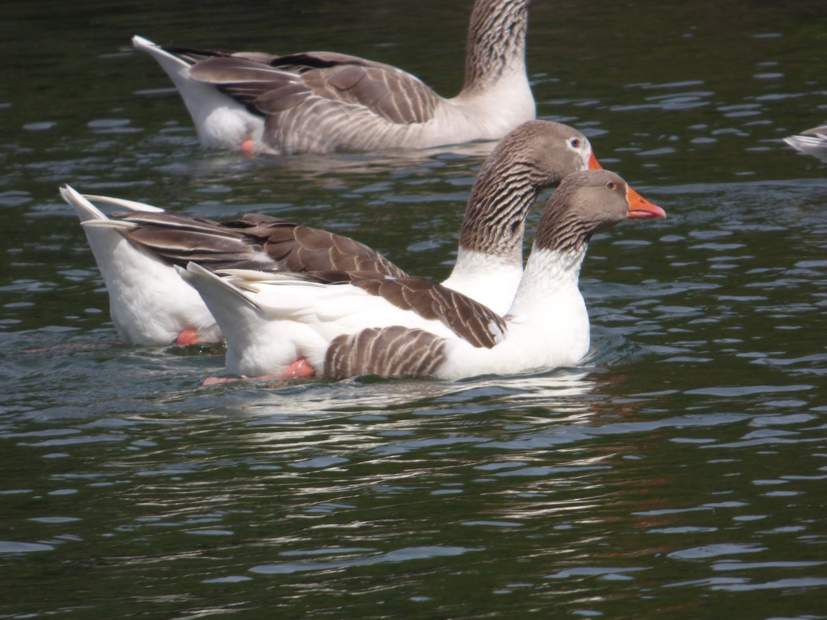 Graylag Goose (Domestic type) - ML644682552