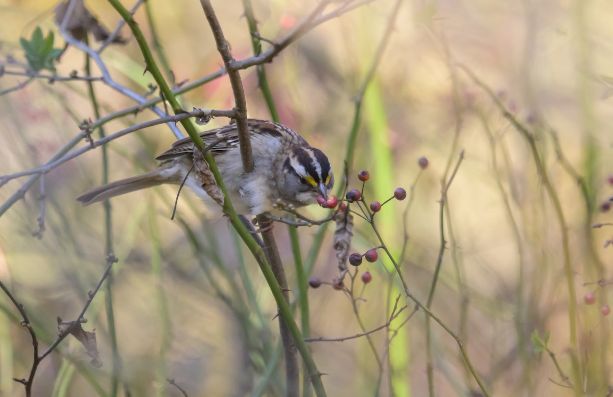 ノドジロシトド - ML644682555