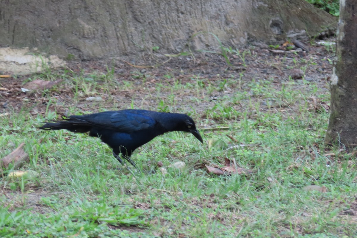 Great-tailed Grackle - ML644682556
