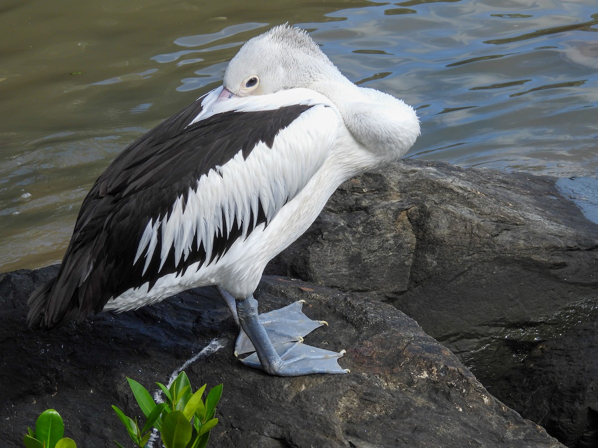Australian Pelican - ML644682557