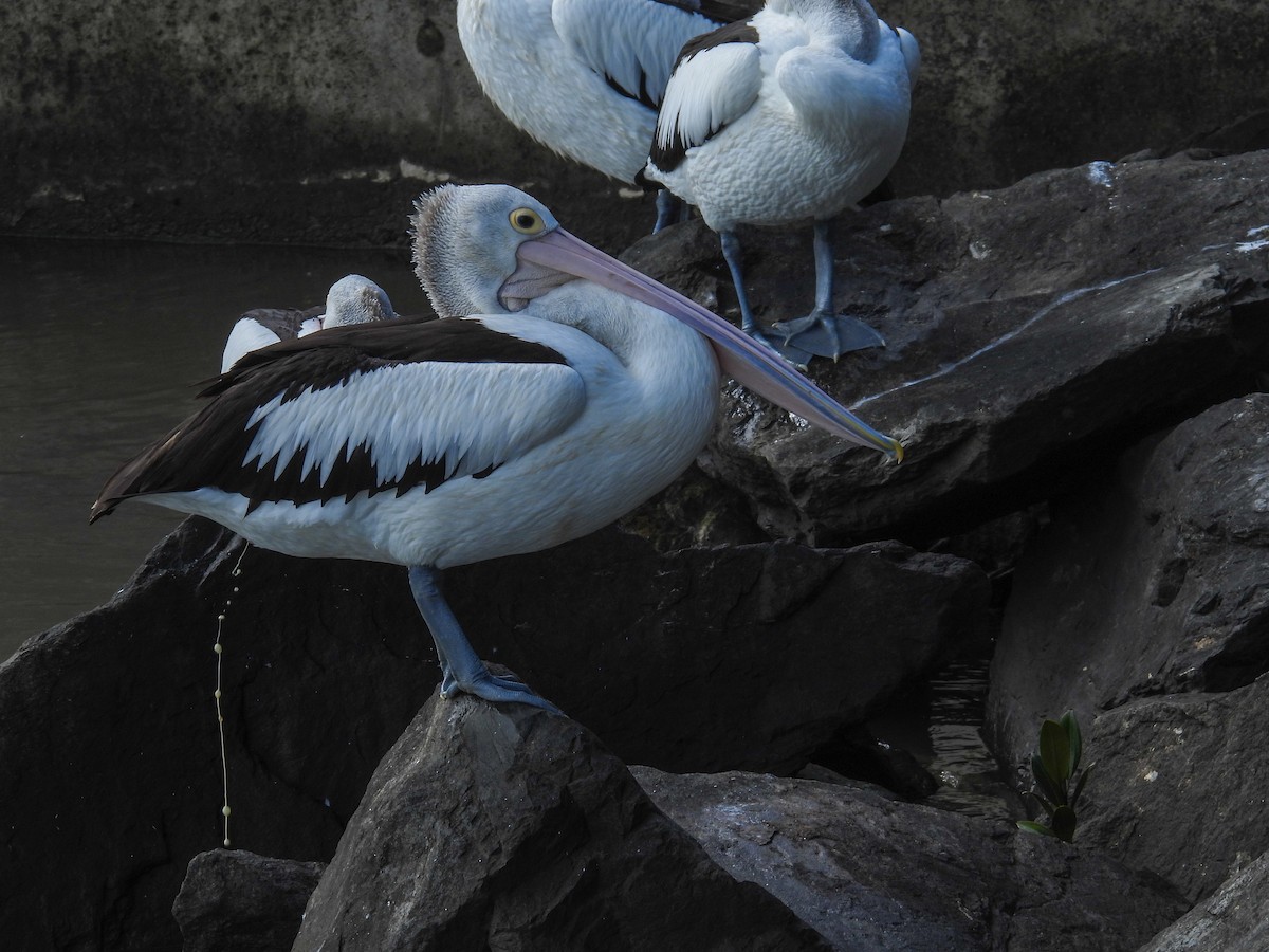 Australian Pelican - ML644682558