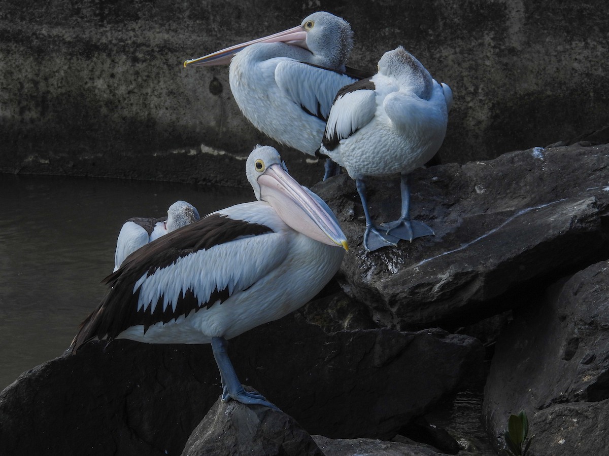 Australian Pelican - ML644682559