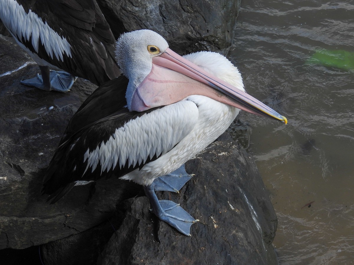 Australian Pelican - ML644682560
