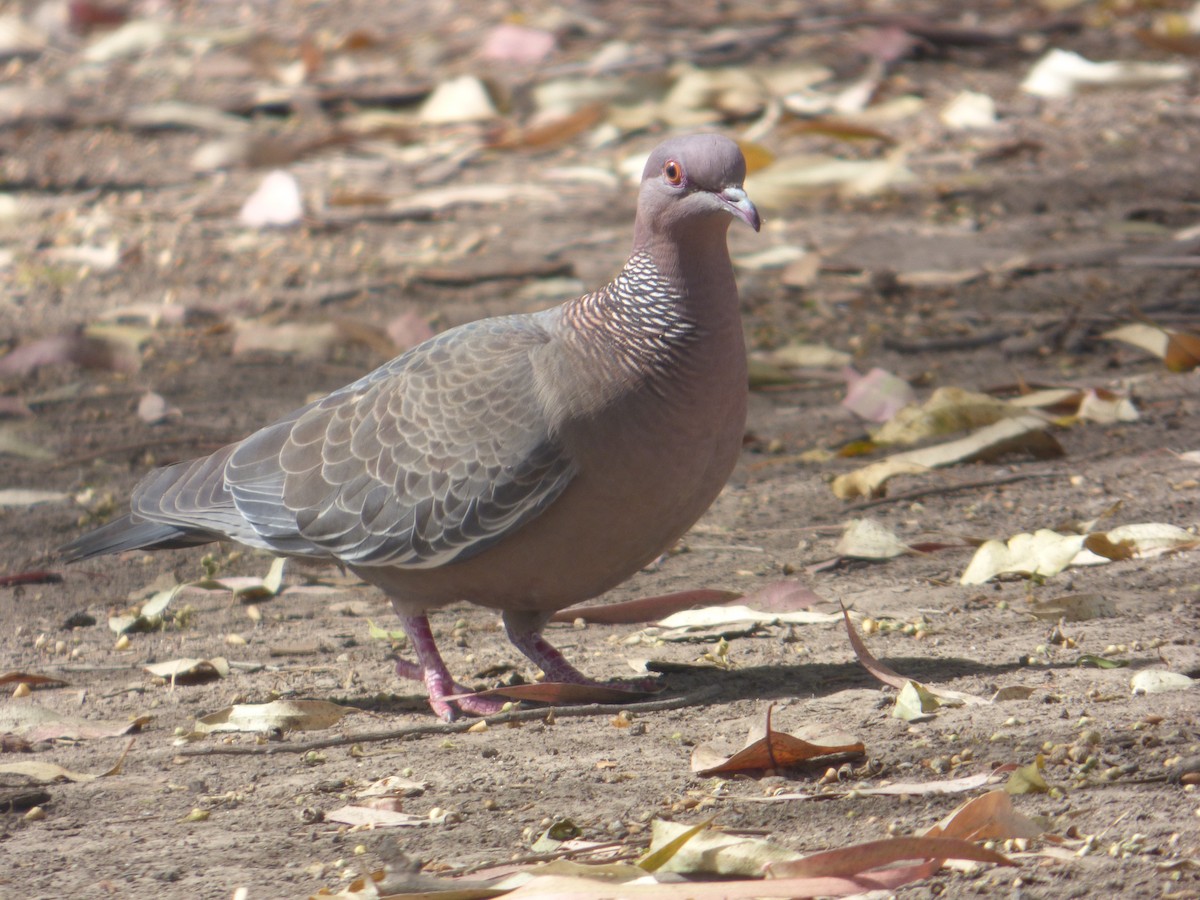 Темнохвостый голубь - ML644682561