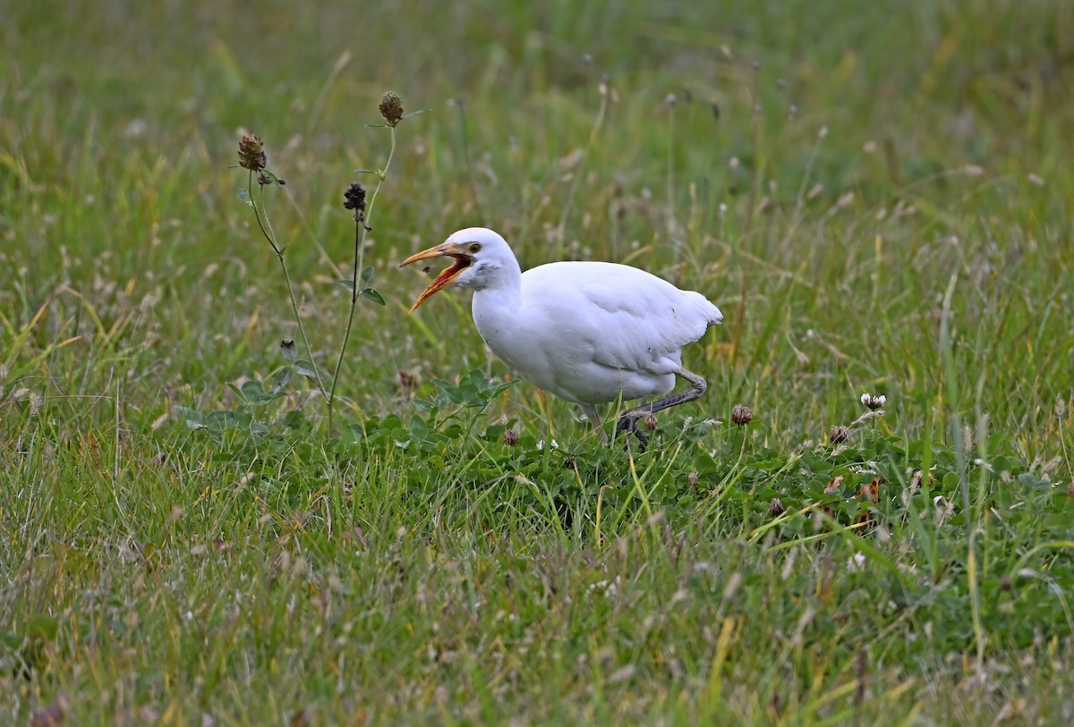 Western Cattle-Egret - ML644682569