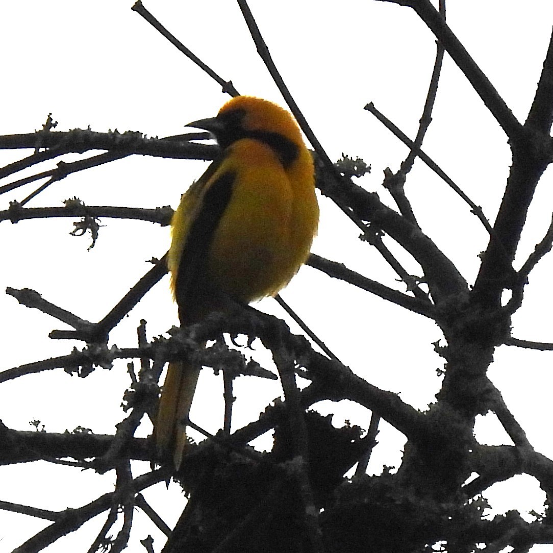 Yellow-tailed Oriole - ML644682570