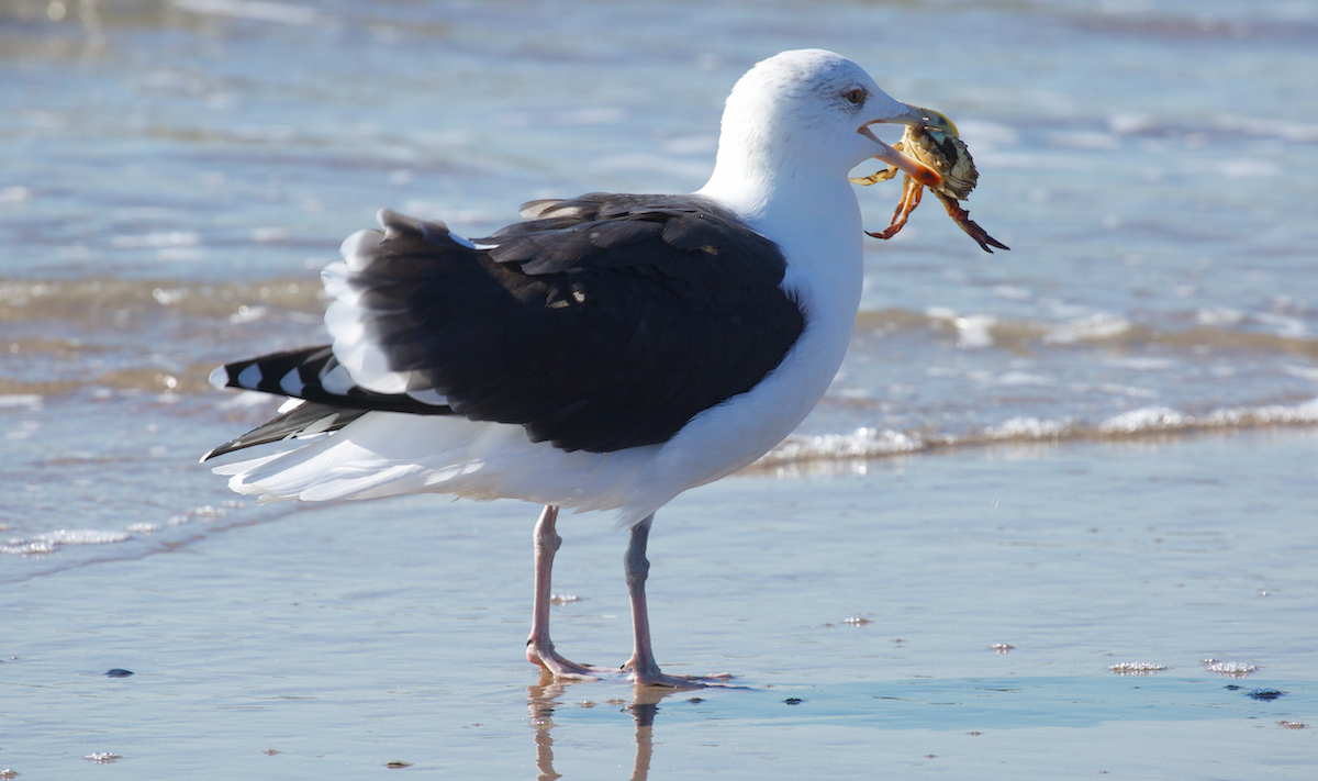 Büyük Kara Sırtlı Martı - ML644682572