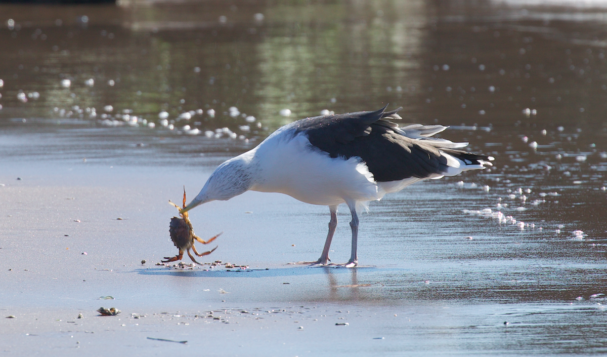 Büyük Kara Sırtlı Martı - ML644682576