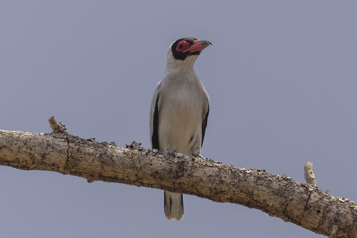 Masked Tityra - ML644682583