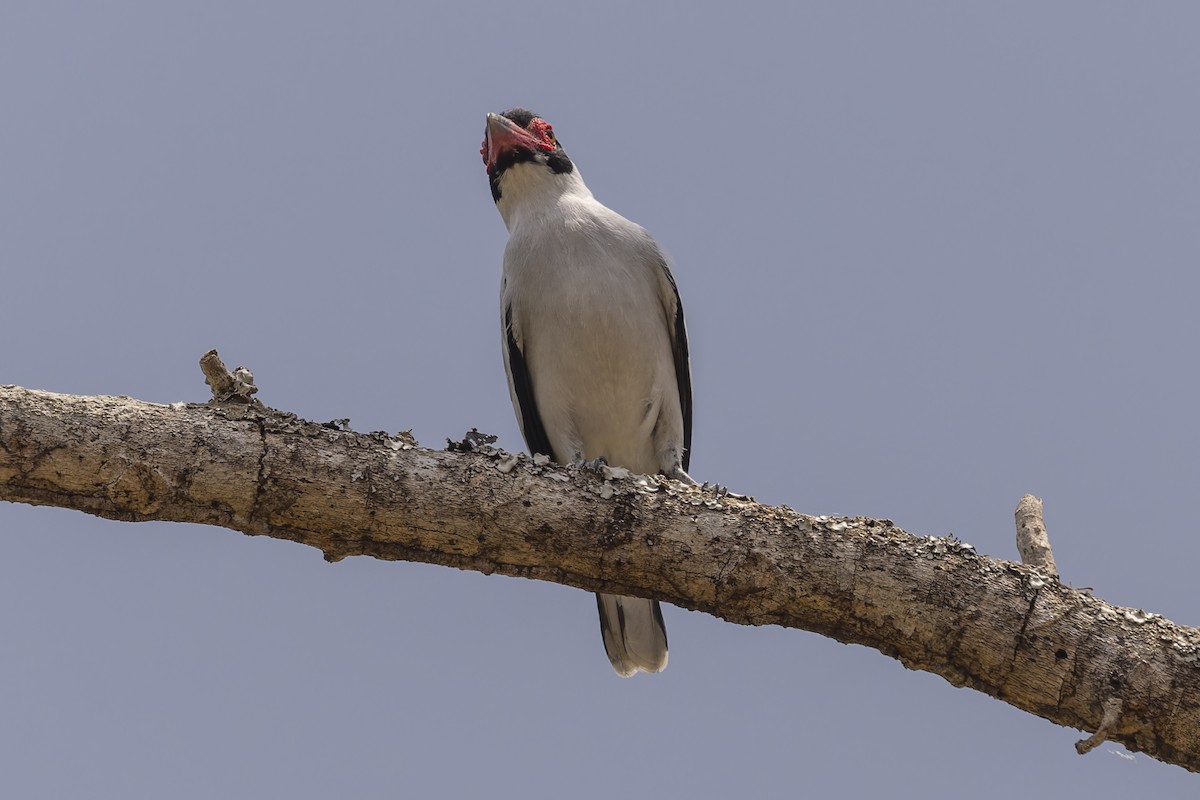 Masked Tityra - ML644682584