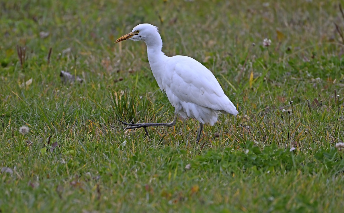 אנפית בקר מערבית - ML644682585