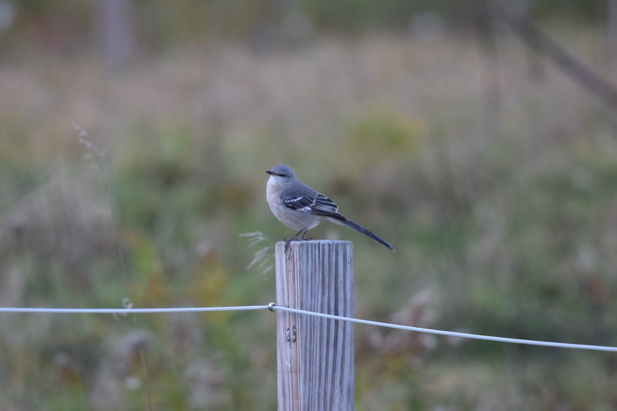 חקיינית צפונית - ML644682586