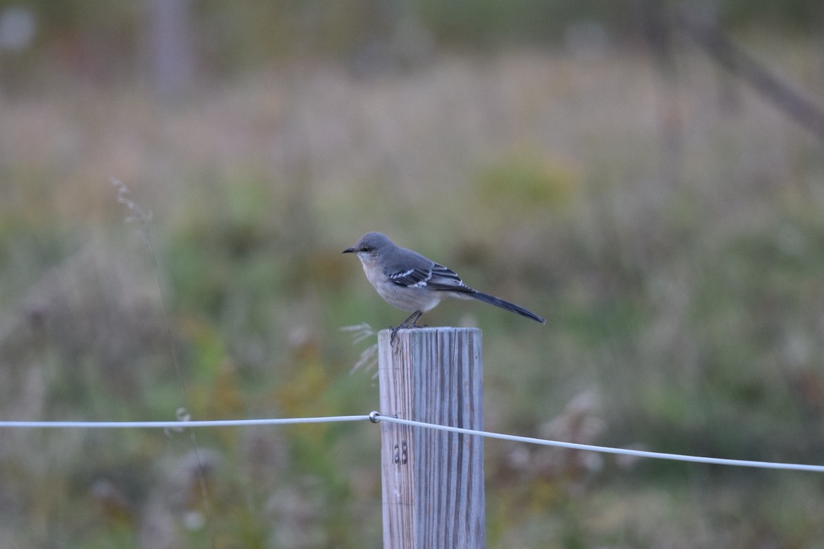 חקיינית צפונית - ML644682587
