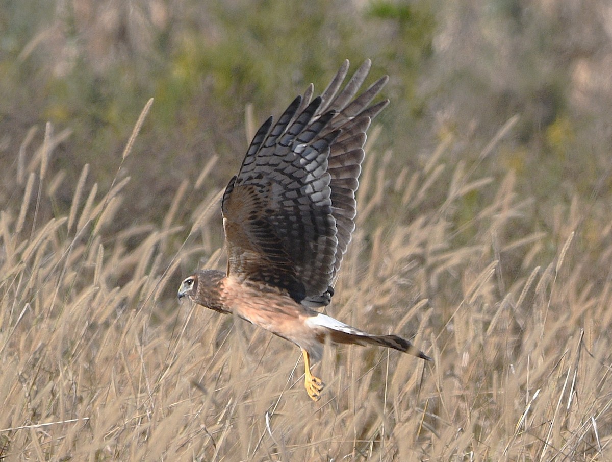 זרון אמריקני - ML644682588