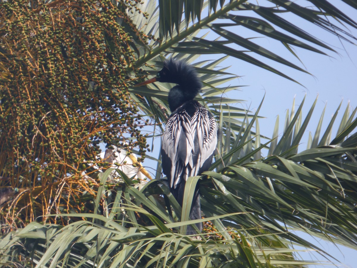 נחשון אמריקני - ML644682590