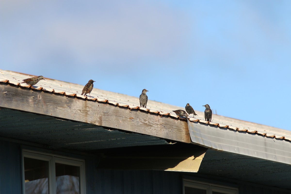 European Starling - ML644682591