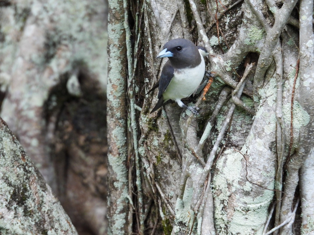 White-breasted Woodswallow - ML644682592