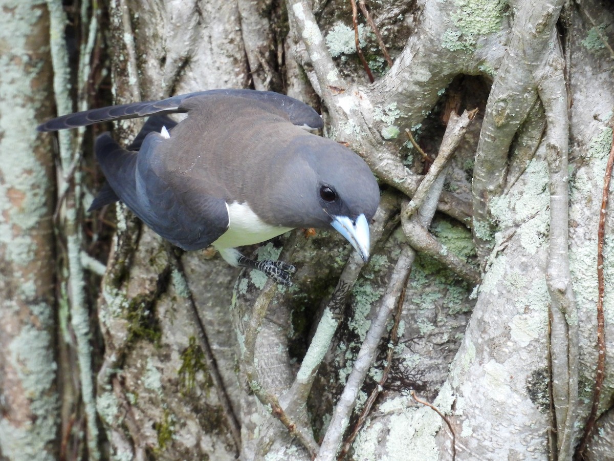 White-breasted Woodswallow - ML644682593